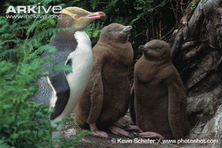 Illustration for article titled Flightless Friday - Megadyptes antipodes Edition